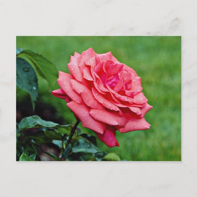 Hybrid Tea Rose 'Fragrant Cloud' White flowers Postcard (Front)