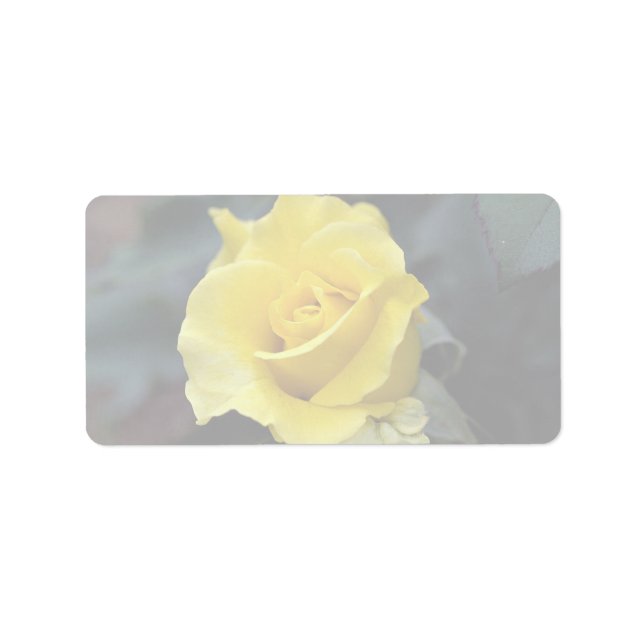 Hybrid Tea Rose 'Lanvin' Roses Label (Front)