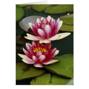 Hybrid water lilies
