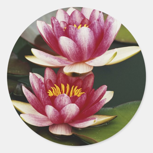 Hybrid water lilies classic round sticker (Front)