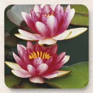 Hybrid water lilies coaster