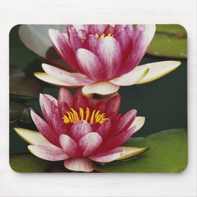 Hybrid water lilies mouse pad (Front)