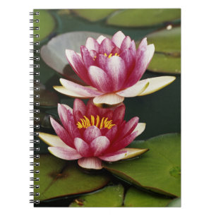 Hybrid water lilies notebook