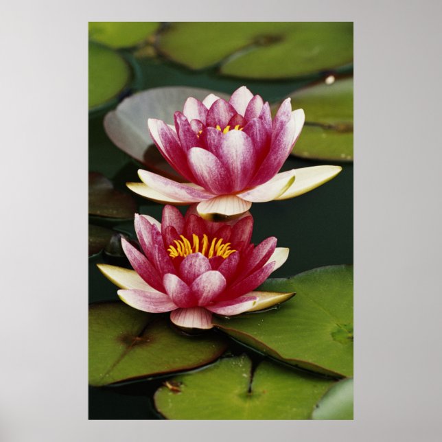 Hybrid water lilies poster (Front)