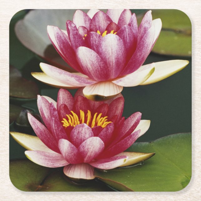 Hybrid water lilies square paper coaster (Front)