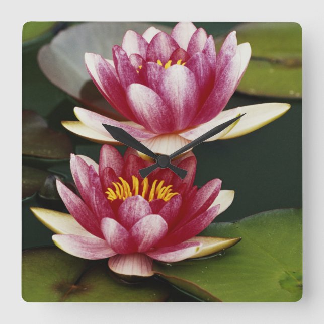 Hybrid water lilies square wall clock (Front)