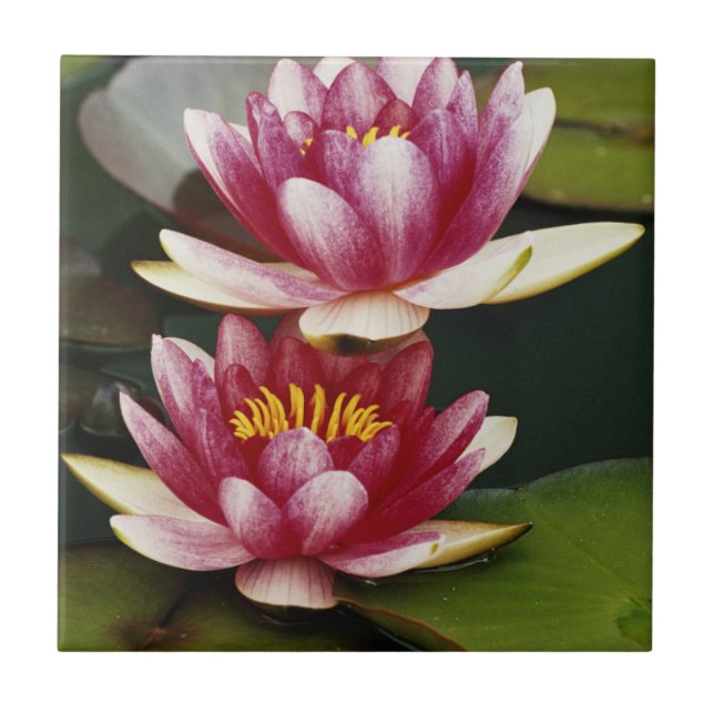 Hybrid water lilies tile (Front)