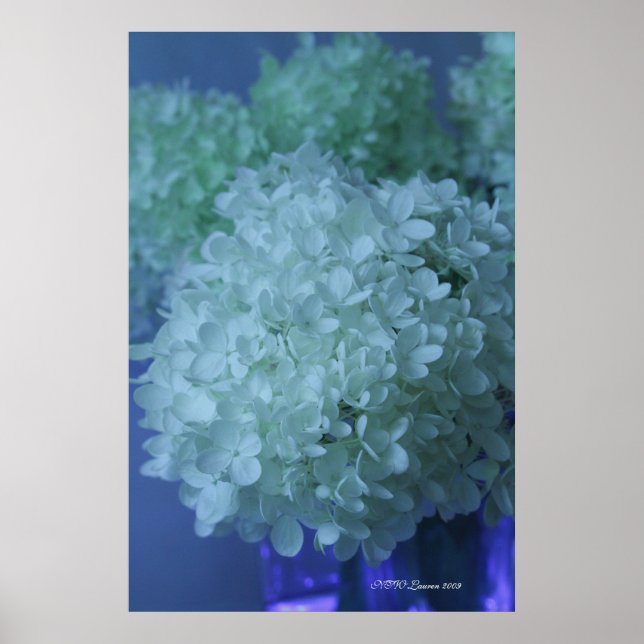 Hydrangea 11 poster (Front)