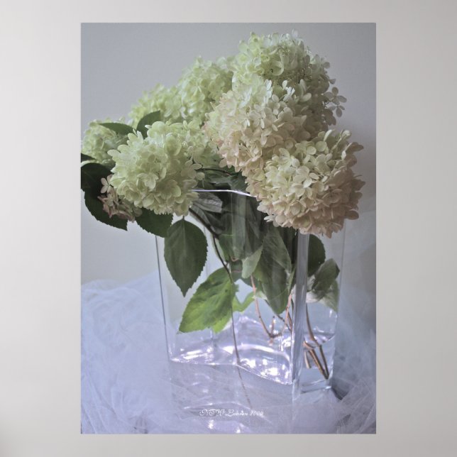 Hydrangea 18 poster (Front)