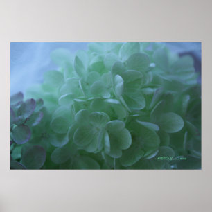 hydrangea 1 poster