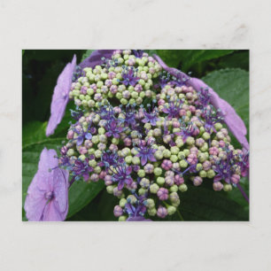 hydrangea №4 postcard