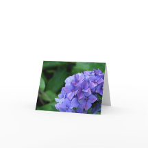 Hydrangea 6893