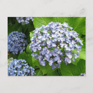 Hydrangea (ajisai): Japan Postcard