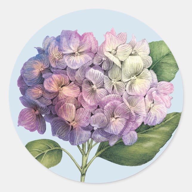 Hydrangea Bloom Classic Round Sticker (Front)