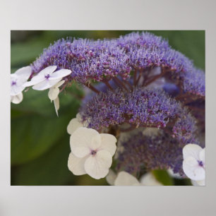Hydrangea bloom, Dr. Sun Yat-Sen Chinese garden Poster