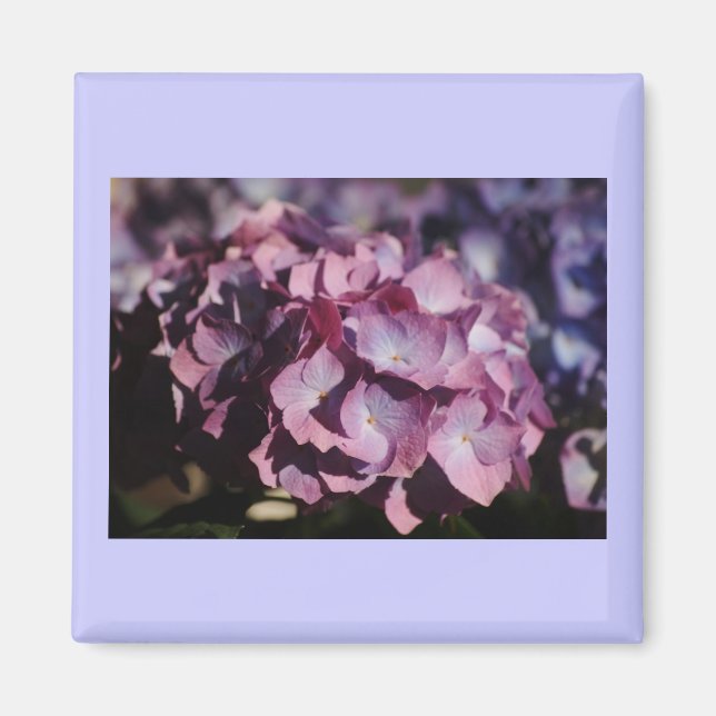 Hydrangea Blooms Magnet (Front)