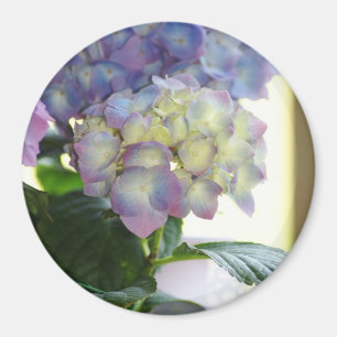 Hydrangea Blooms Magnet