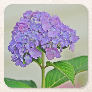 Hydrangea Blossom Party Coaster