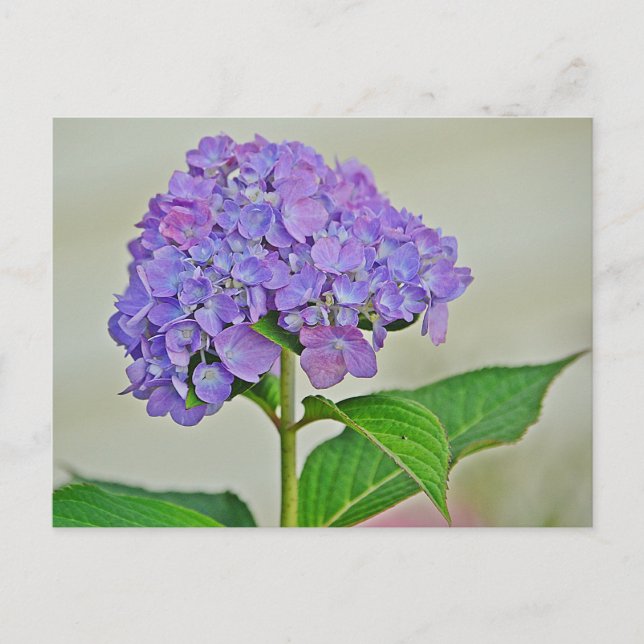 Hydrangea Blossom Postcard (Front)