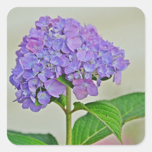 Hydrangea Blossom Sticker