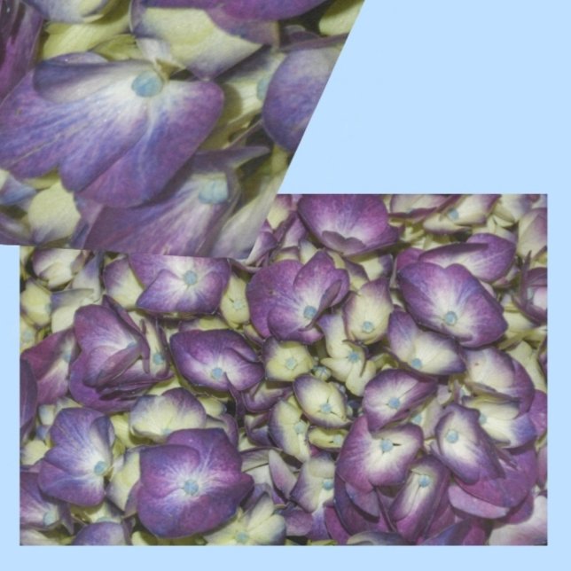 Hydrangea Botanical Purple Floral Photographic Tissue Paper (Creator Uploaded)