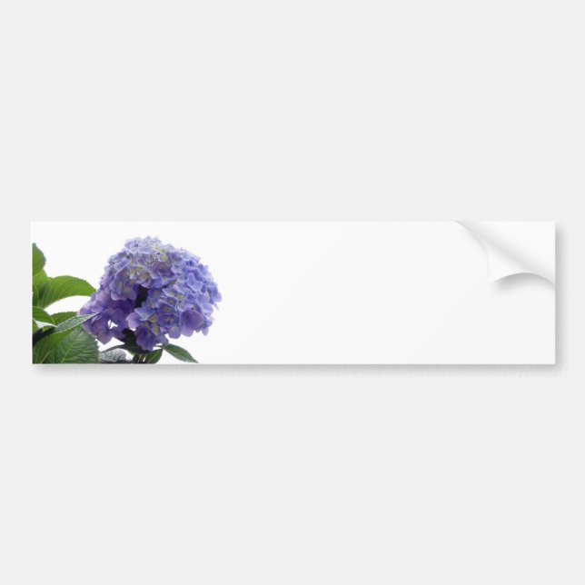 Hydrangea Bush Bumper Stickers (Front)