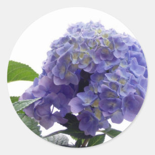 Hydrangea Bush Stickers