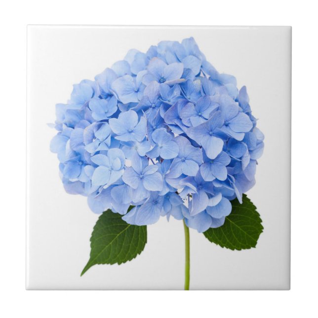 Hydrangea Ceramic Tile (Front)