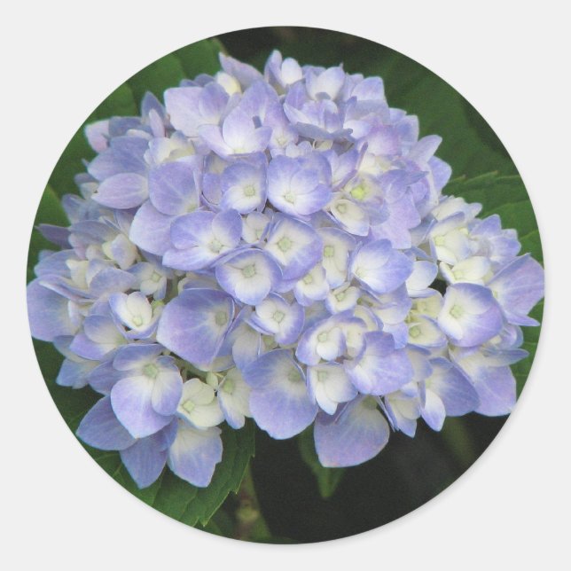 Hydrangea Classic Round Sticker (Front)