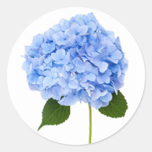 Hydrangea Classic Round Sticker