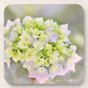 Hydrangea Coaster