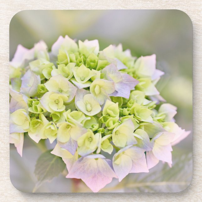 Hydrangea Coaster (Front)