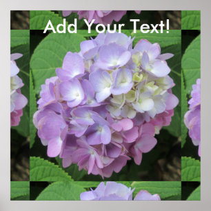 Hydrangea Colourful Flower Poster