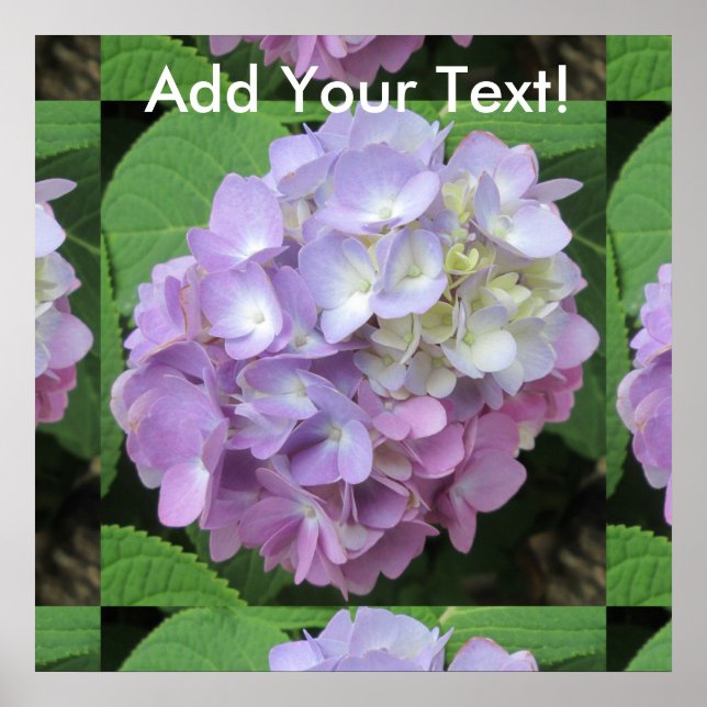 Hydrangea Colourful Flower Poster (Front)