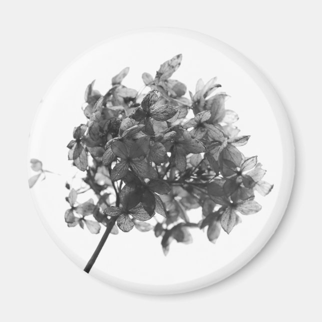 Hydrangea Dried Flower Magnet (Front)