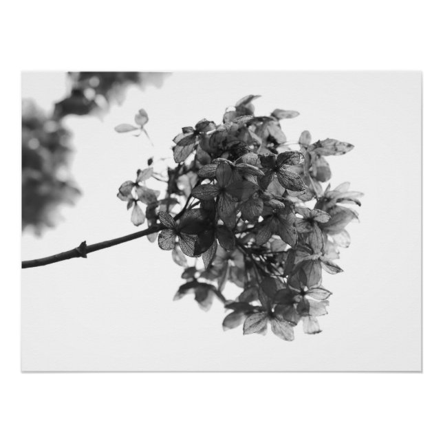 Hydrangea Dried Flower Poster (Front)