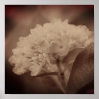 Hydrangea Flower In Vintage Sepia