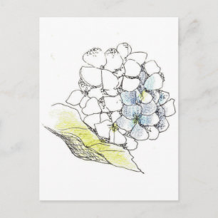 Hydrangea Flower Pen and Ink Drawing Postcard