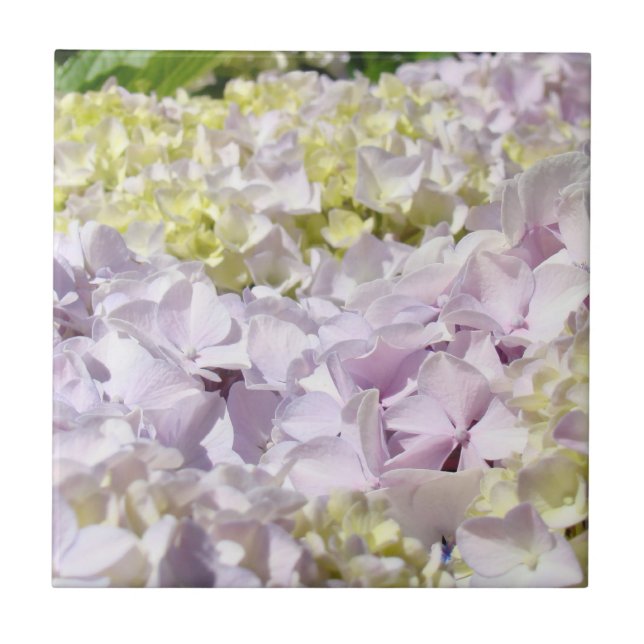 Hydrangea Flower Petals Tile Decorative Art (Front)