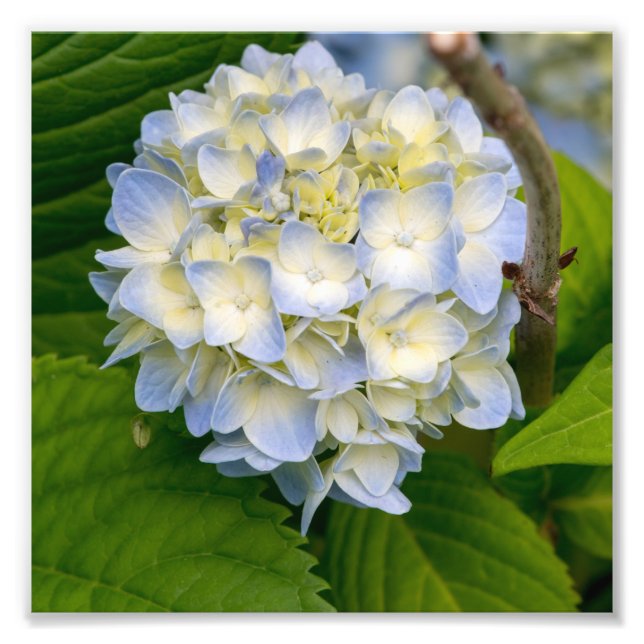 Hydrangea Flower Photo Print (Front)