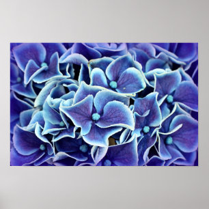 Hydrangea Flower Poster