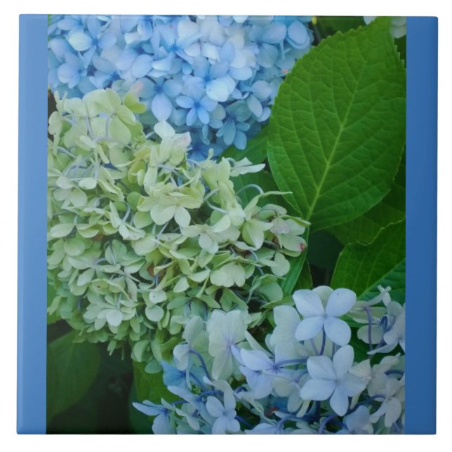 Hydrangea Flowers Ceramic Tile (Front)