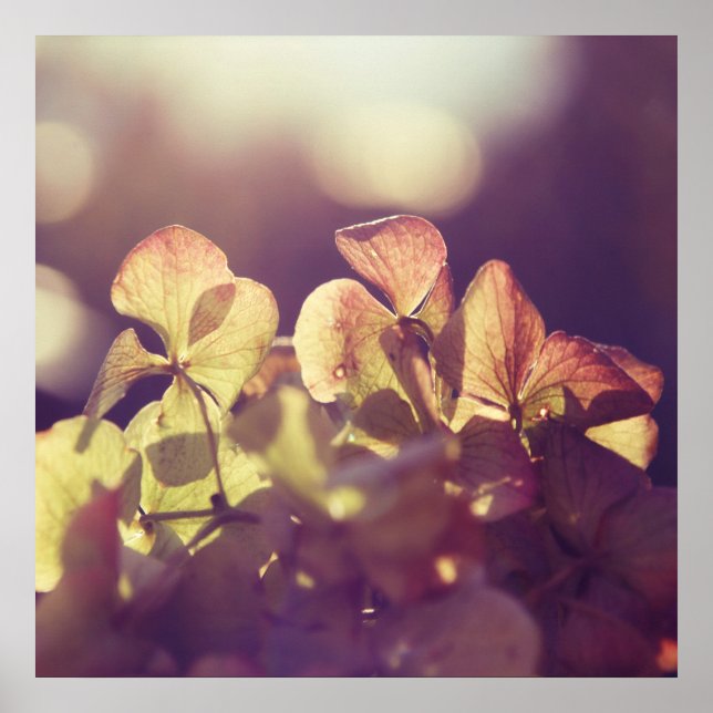 Hydrangea Flowers in Sunlight Purple Bokeh Poster (Front)