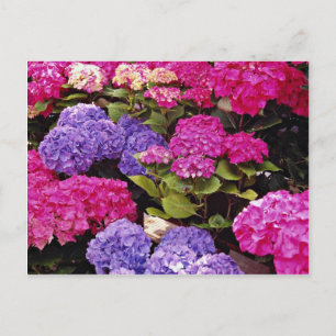 Hydrangea flowers postcard