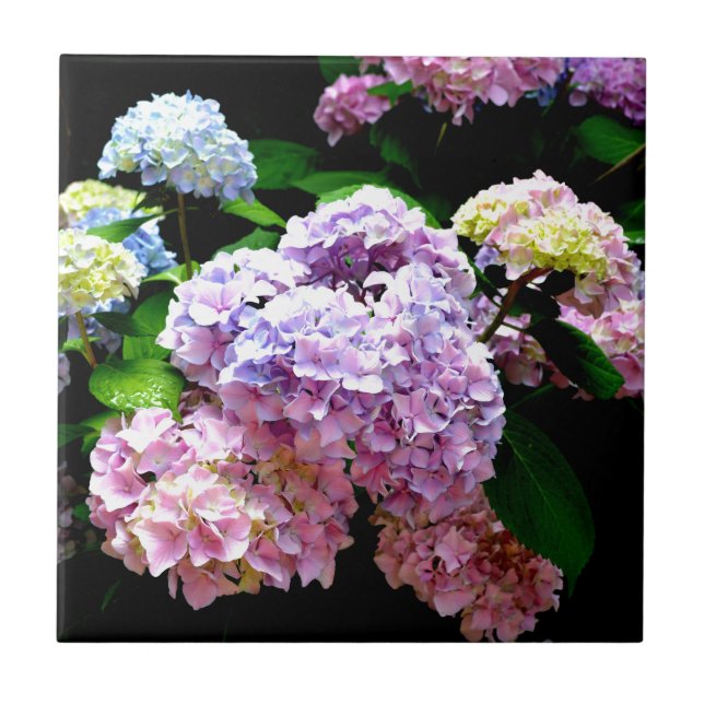 Hydrangea garden, pink, blue, purple floral ceramic tile (Front)