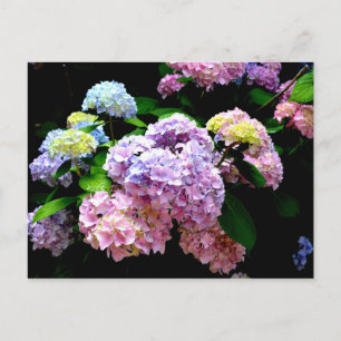 Hydrangea garden, pink, blue, purple floral postcard