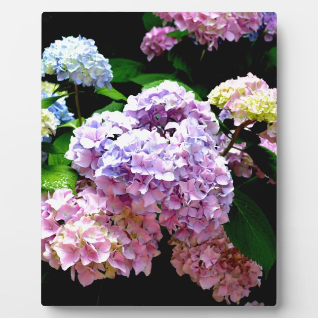 hydrangea garden pink purple blue green floral plaque (Front)