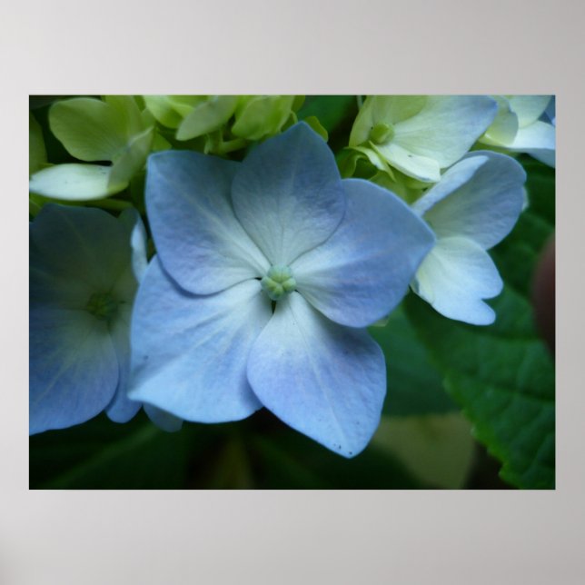 Hydrangea in Bloom Poster (Front)