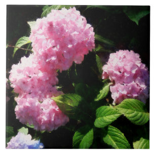 Hydrangea in Sunshine Ceramic Tile