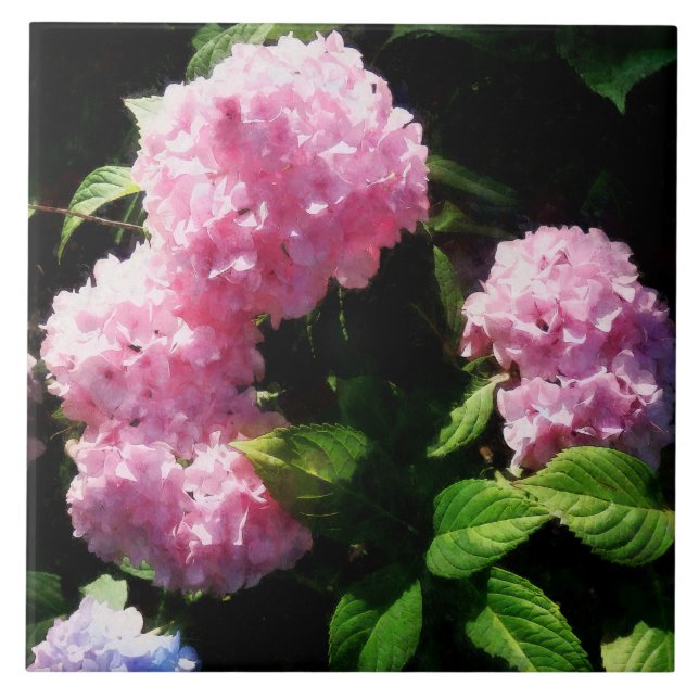 Hydrangea in Sunshine Ceramic Tile (Front)